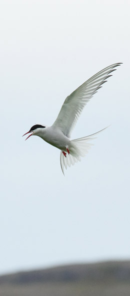 tern about to attack